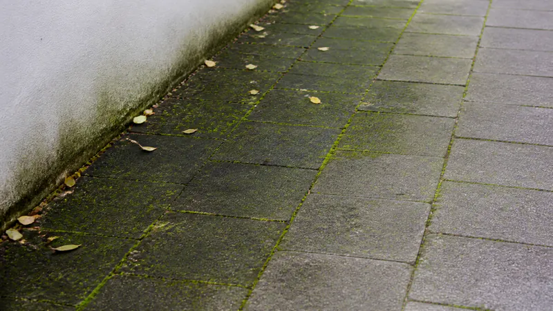 Green moss in the joints and a dark green film of algae on grey pavers along the foot of a shaded white wall, with a few fallen leaves